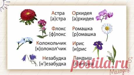 1 кл. Гласные и согласные звуки. Обозначение их буквами на письме.