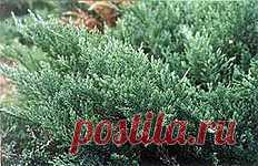 Как размножить можжевельник | ОГОРОД БЕЗ ХЛОПОТ