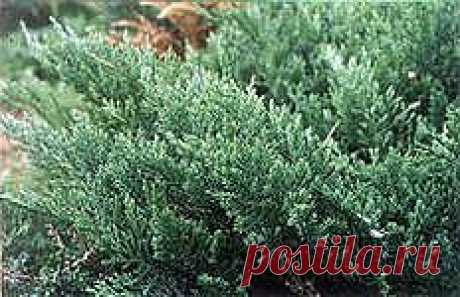 Как размножить можжевельник | ОГОРОД БЕЗ ХЛОПОТ