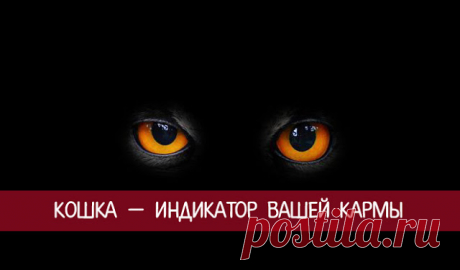 Кошка — индикатор вашей кармы