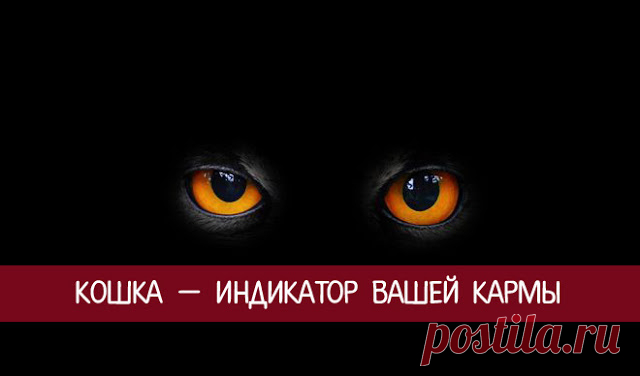 Кошка — индикатор вашей кармы