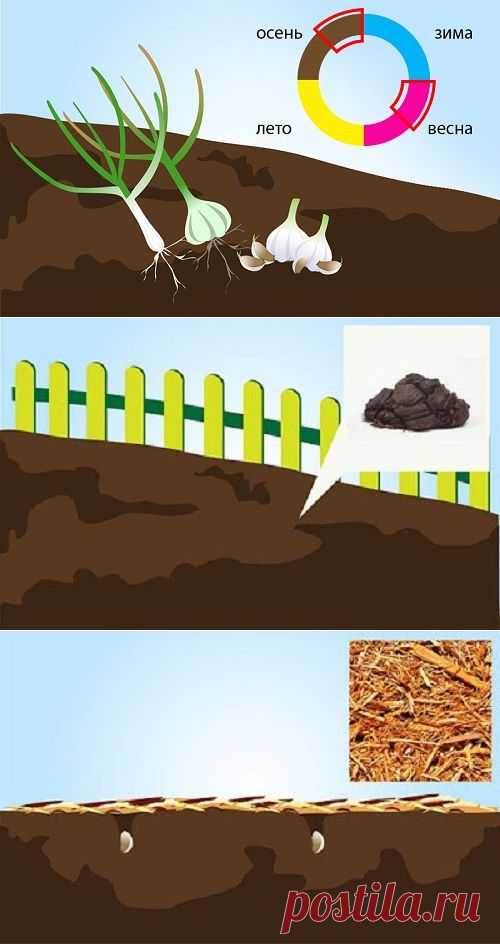 Как вырастить чеснок