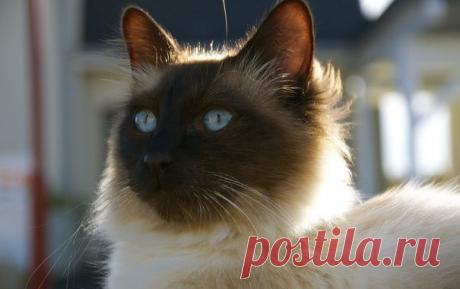 Обои кот, кошак, котяра, глаза, взгляд картинки на рабочий стол, раздел кошки - скачать