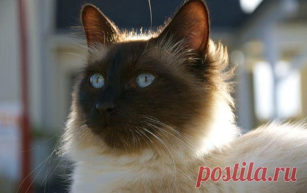 Обои кот, кошак, котяра, глаза, взгляд картинки на рабочий стол, раздел кошки - скачать