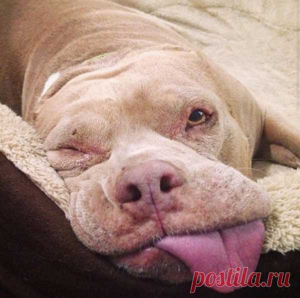 Смешные и забавные собаки