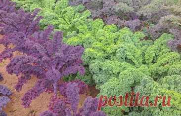 Капуста Кале - Сад и огород