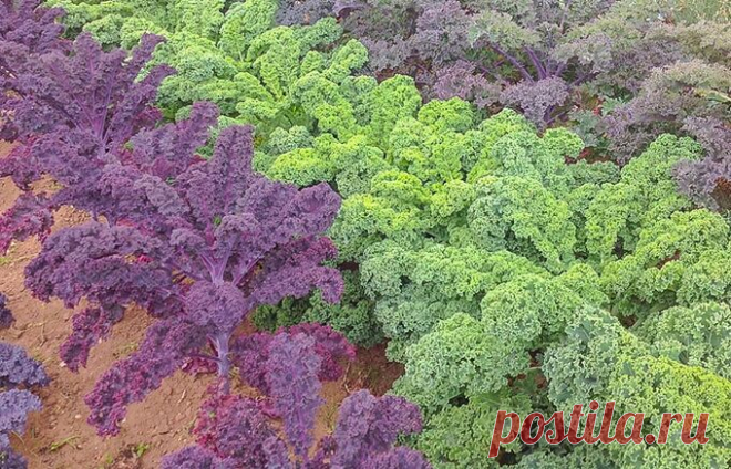 Капуста Кале - Сад и огород