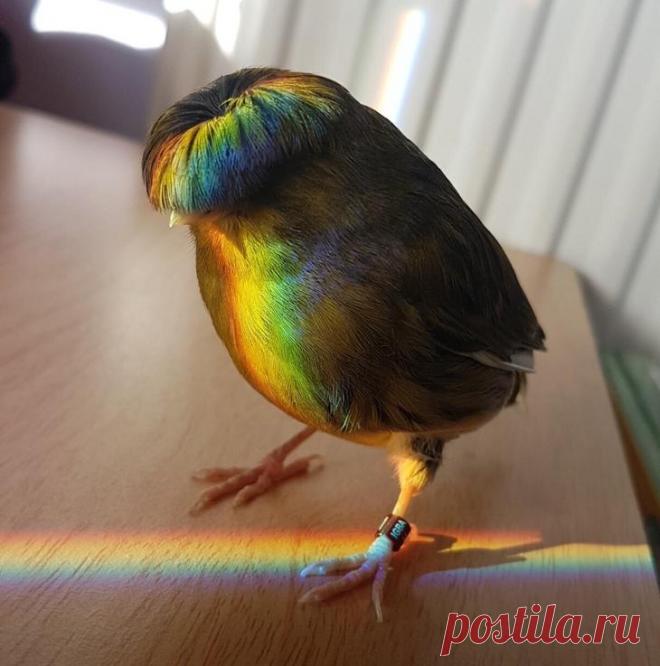 20 курьезов с птичками, которые оказались тем еще веселым хулиганьем