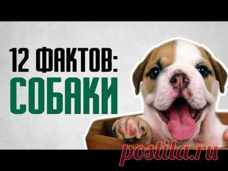 12 интересных фактов о собаках разных пород - YouTube