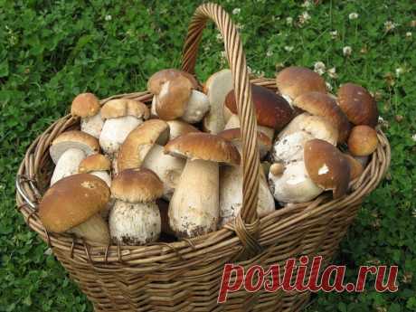 Любите белые грибы?