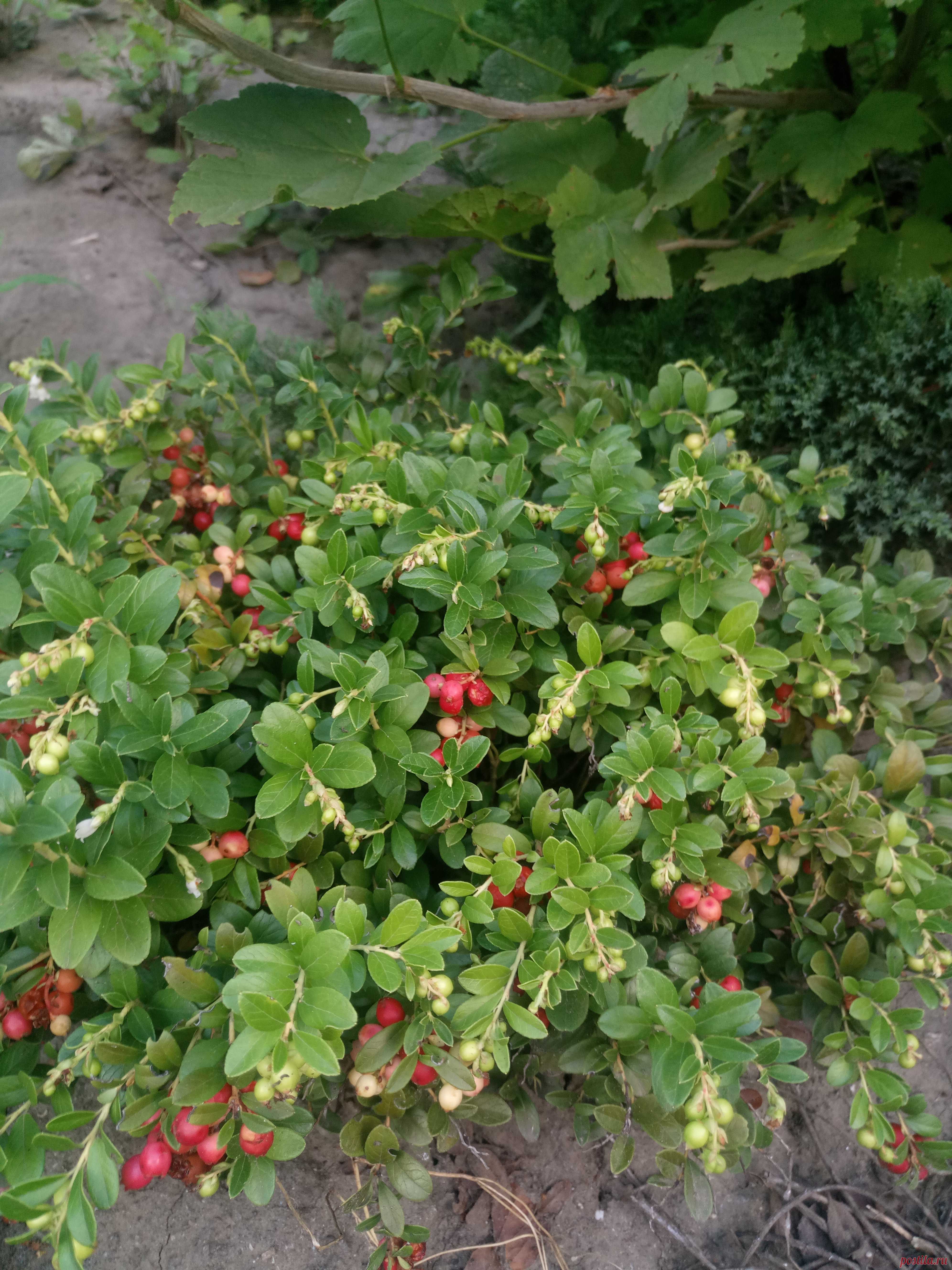 Брусника обыкновенная (Vaccinium vitis-idaea)