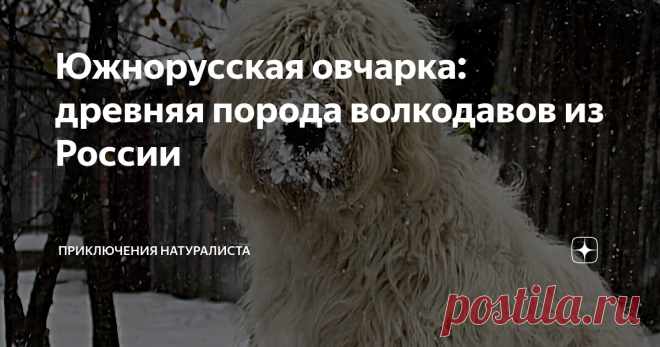 Южнорусская овчарка: древняя порода волкодавов из России Южнорусская овчарка — собака, отличаемая крупным размером, наличием светлой длинной шерсти, выносливостью и энергичностью. Имеет высокую скорость реакции, недоверчиво относится к посторонним и умеет принимать самостоятельные решения. Собак данной породы нередко называют непредсказуемыми и агрессивными. При грамотном воспитании они становятся отличными охранниками и верными друзьями.