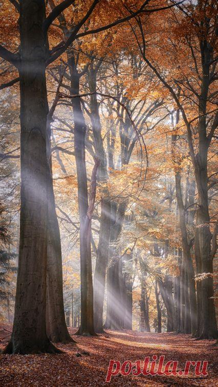 В осеннем лесу.  Источник: lh5.googleusercontent.com
  |  Pinterest • Всемирный каталог идей