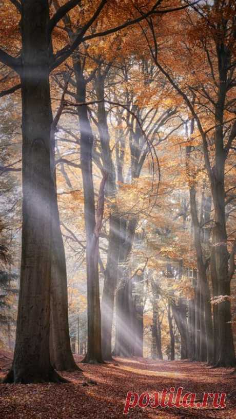 В осеннем лесу.  Источник: lh5.googleusercontent.com
  |  Pinterest • Всемирный каталог идей