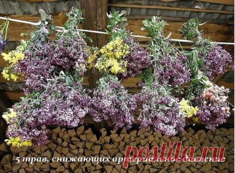 5 ТРАВ, СНИЖАЮЩИХ АРТЕРИАЛЬНОЕ ДАВЛЕНИЕ 
 
1. Корица. Дерево корицы – это источник большого количества полезных микроэлементов, которые обладают множеством лечебных свойств, в том числе и нормализация артериального давления. Исходя из этого, всем известную пряность, получаемую из этого дерева, активно используют в лечении сахарного диабета и гипертонии. Рецепт прост: 1 ч.л. корицы развести в стакане горячей воды или кефира. Пить перед едой. 
 
2. Боярышник. Универсальное средство, которое соглас