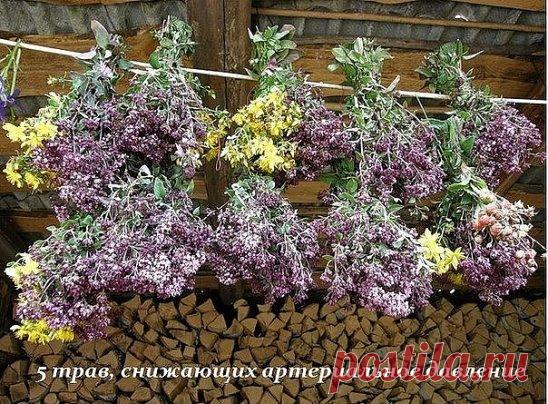 5 ТРАВ, СНИЖАЮЩИХ АРТЕРИАЛЬНОЕ ДАВЛЕНИЕ 
 
1. Корица. Дерево корицы – это источник большого количества полезных микроэлементов, которые обладают множеством лечебных свойств, в том числе и нормализация артериального давления. Исходя из этого, всем известную пряность, получаемую из этого дерева, активно используют в лечении сахарного диабета и гипертонии. Рецепт прост: 1 ч.л. корицы развести в стакане горячей воды или кефира. Пить перед едой. 
 
2. Боярышник. Универсальное средство, которое соглас