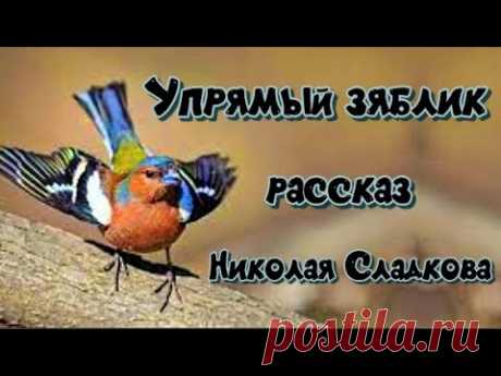 Рассказ Упрямый зяблик Николай Сладков