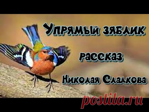 Рассказ Упрямый зяблик Николай Сладков