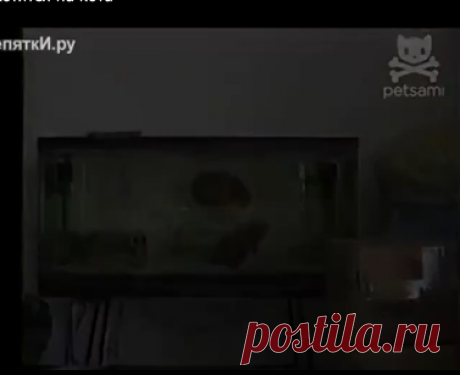 Рыбы охотятся на кота