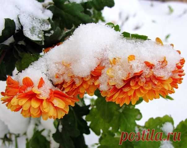 Хризантемы в снегу.