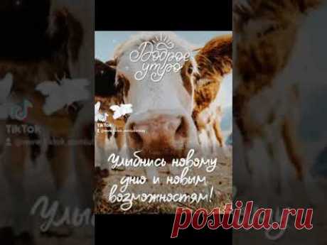 Позитивчик. ДОБРОЕ УТРО!... #позитивчикдоброеутро