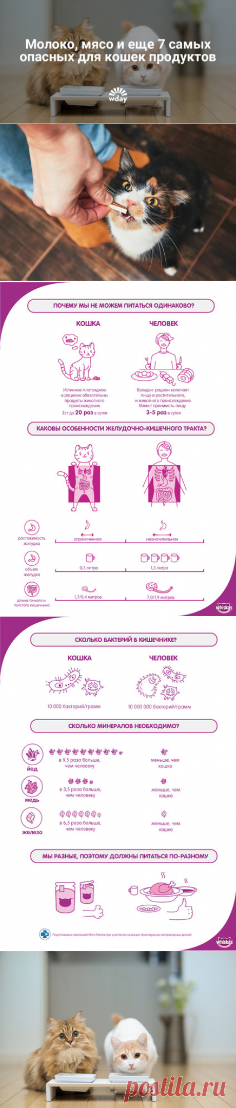 Продукты, которые нельзя давать кошкам - Woman's Day