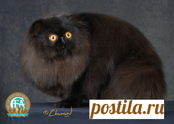 cfa cats - Поиск в Google