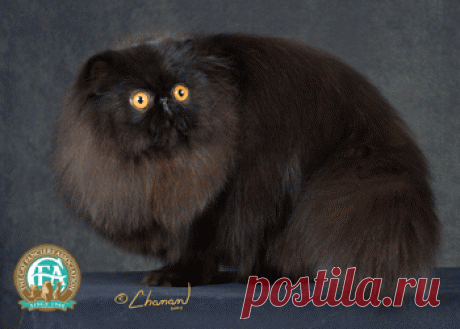 cfa cats - Поиск в Google