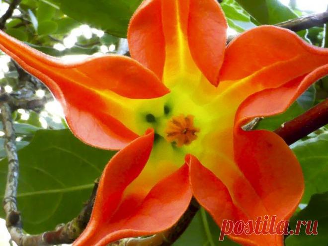 Pure Beauty by Susan Chan on 500px | Rene Basurto Quijada приколол(а) это к доске Flores - Flowers