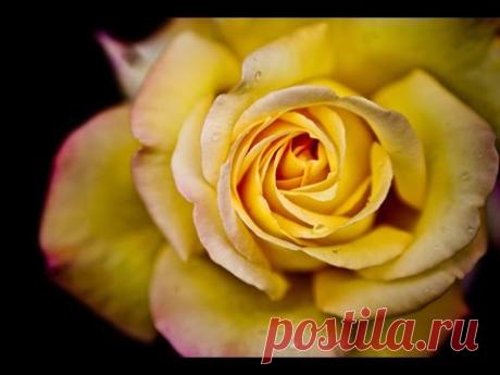 Desert Rose музыка