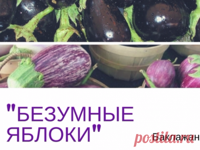 Этот безумный, безумный овощ или Зачем и как есть баклажаны 

ВНИМАНИЕ! БАКЛАЖАНЫ НИ В КОЕМ СЛУЧАЕ НЕЛЬЗЯ УПОТРЕБЛЯТЬ В ПИЩУ ПРИ ЯЗВЕ ЖЕЛУДКА И ДВЕНАДЦАТИПЕРСТНОЙ КИШКИ В СТАДИИ ОБОСТРЕНИЯ, ПРИ ДИАРЕЙНОМ СИНДРОМЕ, ПРИ ПОНИЖЕННОМ СОДЕРЖАНИИ САХАРА В КРОВИ. ВРЕДНЫ БАКЛАЖАНЫ И ПРИ ПОВЫШЕННОМ УРОВНЕ ГЕМОГЛОБИНА.