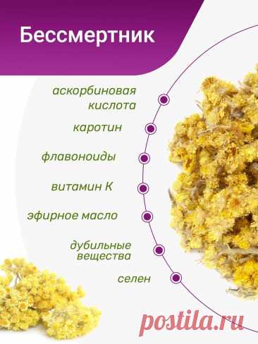 Бессмертник