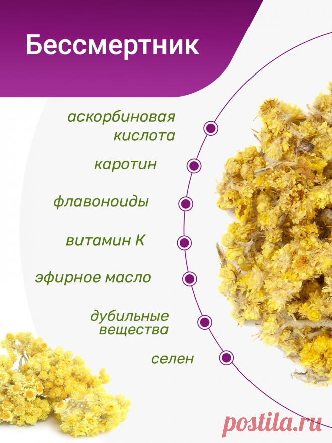 Бессмертник