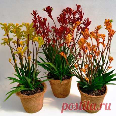 Комнатное растение Анигозантос (Anigozanthos). На родине этих растений, в Австралии, местные жители называют их за характерный внешний вид цветков &quot;кенгуровыми лапками&quot; (&quot;Kangaroo paw&quot;). Анигозантос - средневысокое растение с зеленоватыми цветками на красных стеблях, цветет с зимы до конца лета. В культуре длина его стеблей может достигать более 2 м, хотя в помещении выживает с трудом, обычно погибая на первом году жизни. Известно более 10 видов.