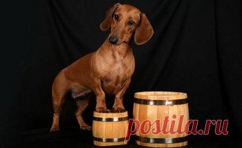 Обзор собак породы Такса: особенности стандарта, содержание питомцев и фото