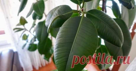 Правила размножение каучуконосного фикуса — 3 способа с инструкциями — Ботаничка