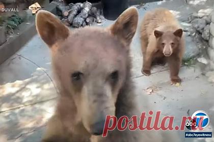 Медвежонок попытался ворваться в машину с человеком внутри и потерпел неудачу. В США голодный медвежонок попытался ворваться в автомобиль, потерпел неудачу и попал на видео. Как рассказал житель города Сьерра-Мадре Бил Дюваль, он вернулся домой на машине с рынка. Во дворе своего дома он обнаружил медведицу с двумя медвежатами-подростками. Один из медвежат сразу же направился к машине.