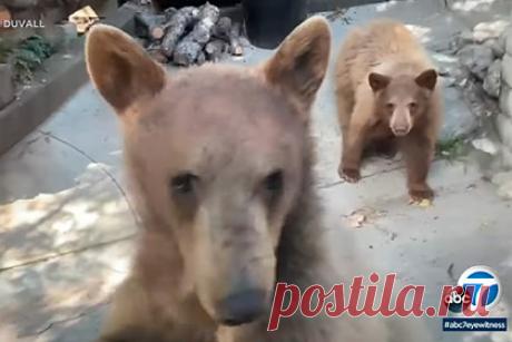 Медвежонок попытался ворваться в машину с человеком внутри и потерпел неудачу. В США голодный медвежонок попытался ворваться в автомобиль, потерпел неудачу и попал на видео. Как рассказал житель города Сьерра-Мадре Бил Дюваль, он вернулся домой на машине с рынка. Во дворе своего дома он обнаружил медведицу с двумя медвежатами-подростками. Один из медвежат сразу же направился к машине.