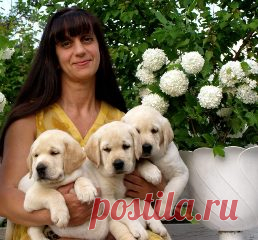 Лабрадор ретривер. Кормление лабрадора.