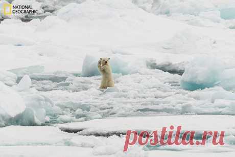 37 самых потрясающих фотографий уходящего года! | thePO.ST