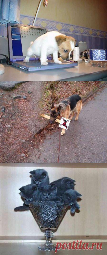 Смешные животные | Уши, лапы, хвост