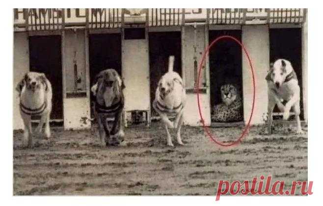 Беговым собакам следовало бежать с гепардом наперегонки, но ничего не получилось. Понравился ответ координатора гонок
Специально обученные беговые собаки должны были конкурировать с гепардом, чтобы определить, кто быстрее. В назначенный день гепарда поместили в загон, прозвенел сигнал, собаки ринулись вперед, но… Гепард не сдвинулся с места. Организаторы спросили координатора гонки, что...
Читай дальше на сайте. Жми подробнее ➡