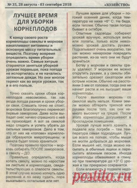 Лучшее время для уборки корнеплодов