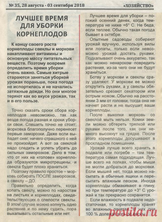 Лучшее время для уборки корнеплодов