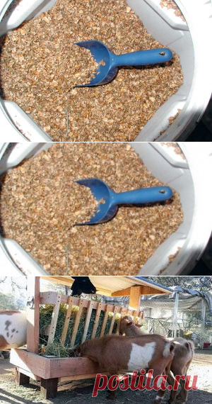 Концентраты своими руками – состав комбикорма для коз, кормление зерном