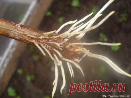 Отличные стимуляторы корнеобразования из подручных средств