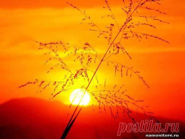 Фотография Колосок, закат, лучшее, оранжевое, природа - Природа - Обои для рабочего стола. Wallpapers