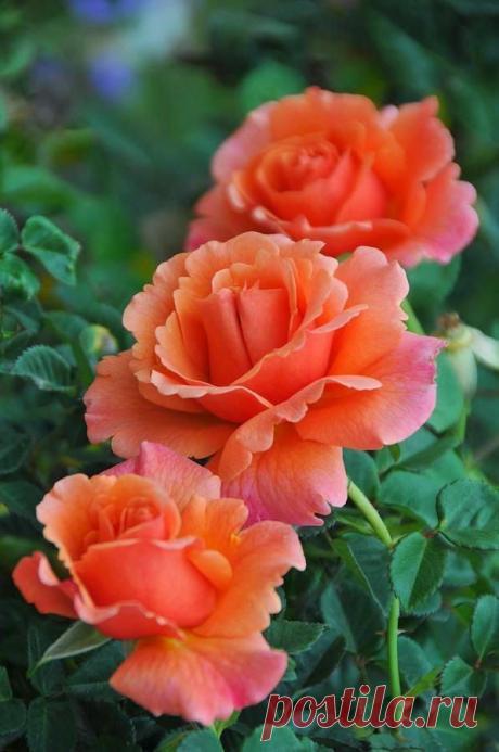 Найдено на сайте flowersgardenlove.tumblr.com.