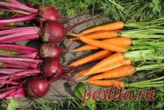 Добрые советы огородникам. Чтобы свекла и морковь были сладкими