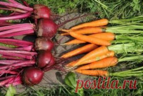 Добрые советы огородникам. Чтобы свекла и морковь были сладкими